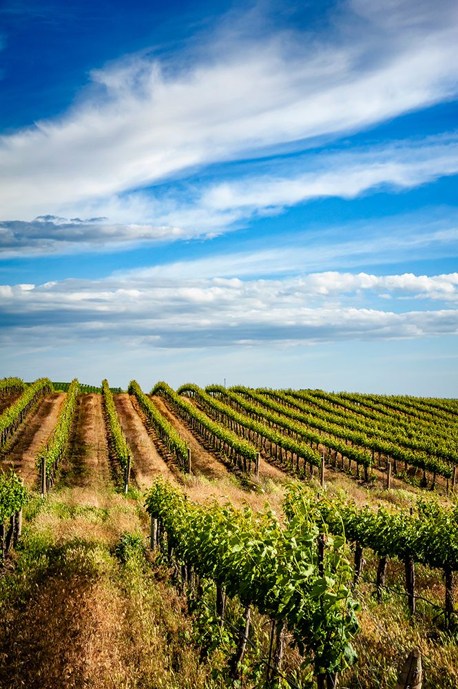 USA-WA-Pasco Spring morning on Sagemoor Vineyard-located in the Columbia Valley